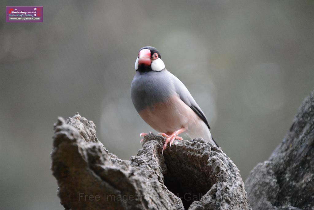 20190303bird-hk-parkDSC_3330.JPG