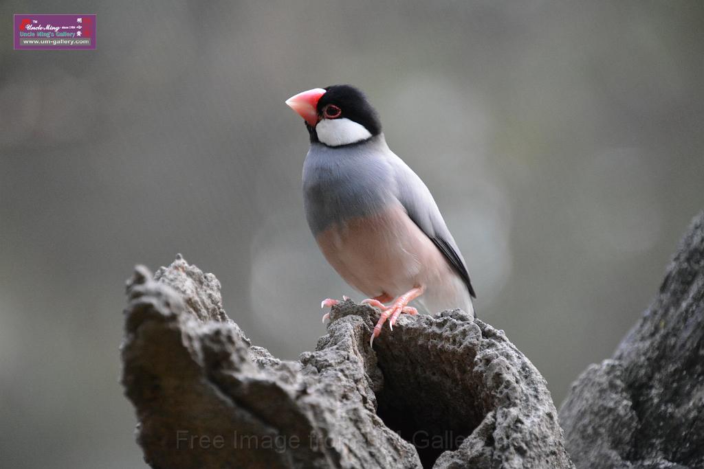 20190303bird-hk-parkDSC_3331.JPG