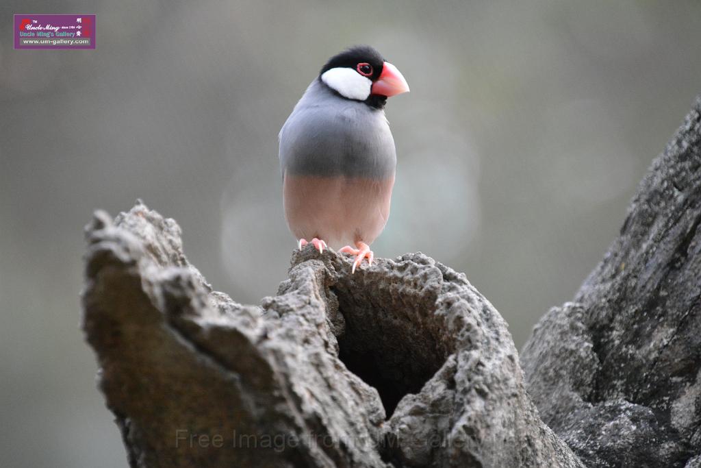 20190303bird-hk-parkDSC_3334.JPG