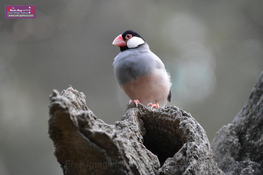 20190303bird-hk-parkDSC_3339.JPG