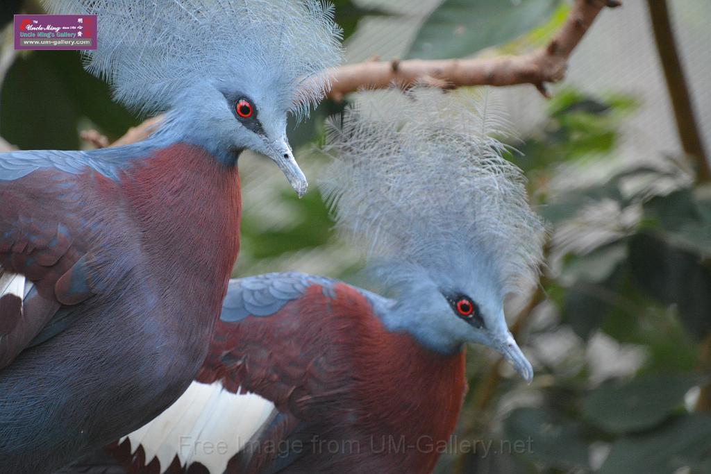 20190303bird-hk-parkDSC_3342.JPG