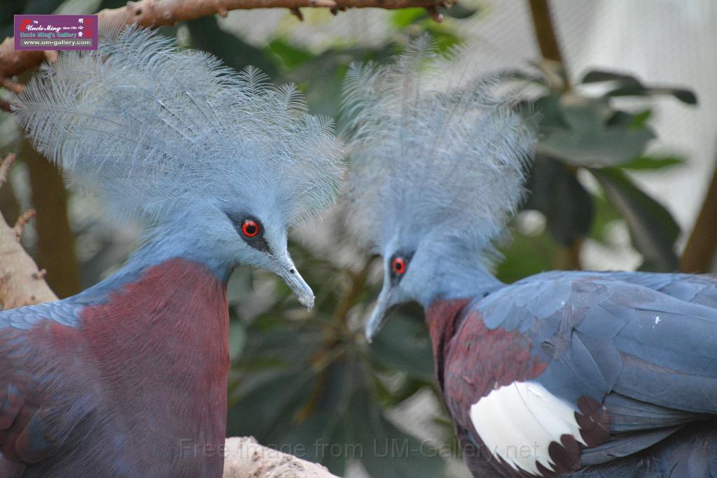 20190303bird-hk-parkDSC_3355.JPG