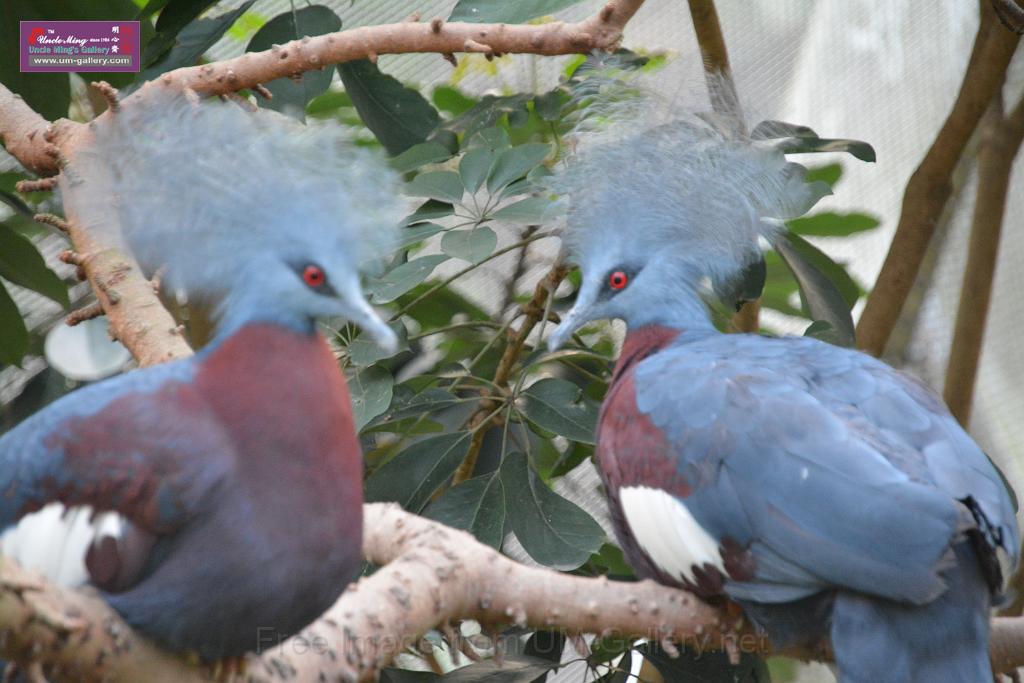 20190303bird-hk-parkDSC_3366.JPG