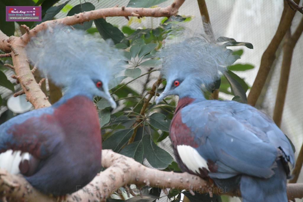 20190303bird-hk-parkDSC_3370.JPG