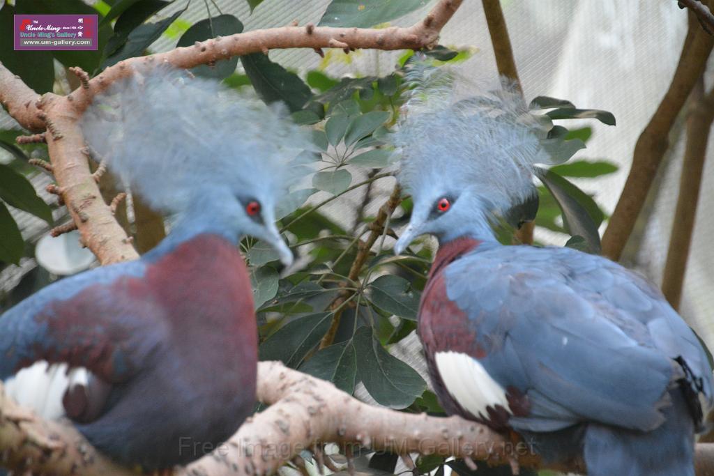 20190303bird-hk-parkDSC_3372.JPG