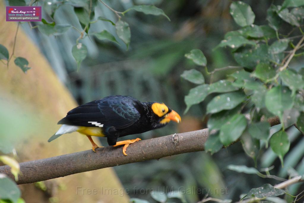 20190303bird-hk-parkDSC_3379.JPG