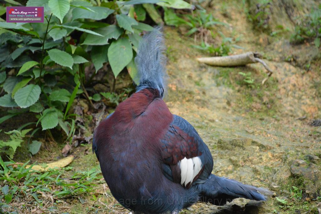 20190303bird-hk-parkDSC_3383.JPG