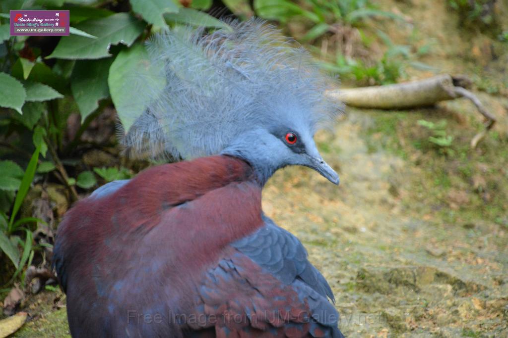 20190303bird-hk-parkDSC_3386.JPG