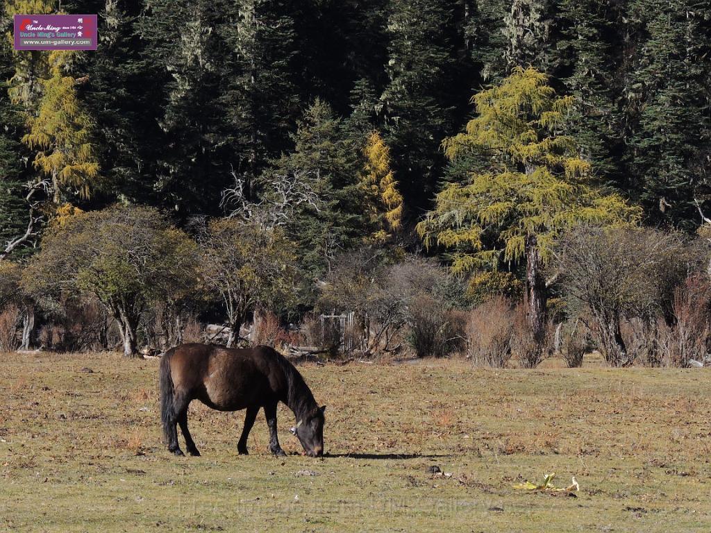 20121003sichuan_DSCN3936.JPG