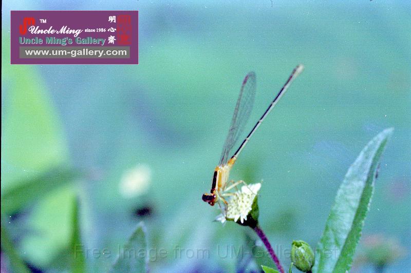 82yuenlong_dragonfly.jpg
