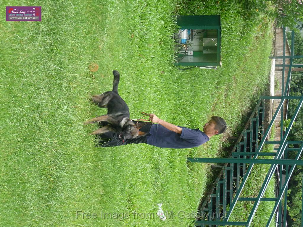 20130818jw_dog_training_P1140078.JPG