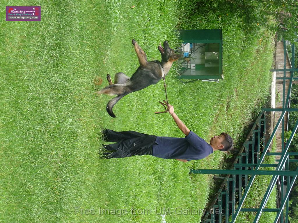 20130818jw_dog_training_P1140079.JPG