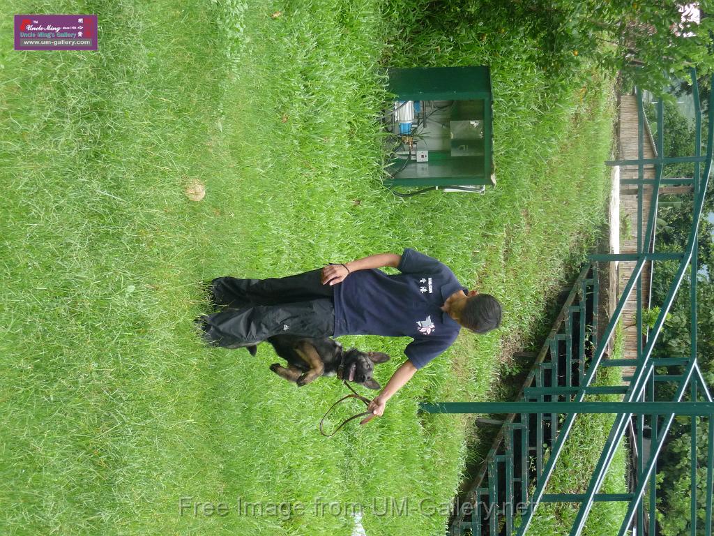 20130818jw_dog_training_P1140080.JPG