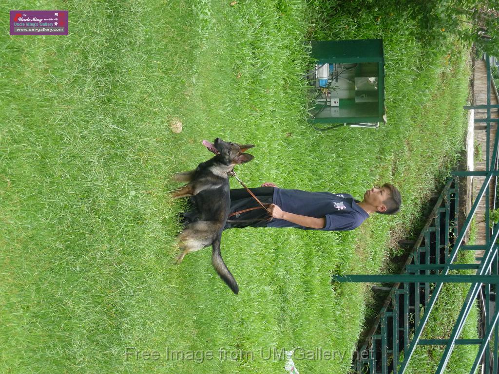 20130818jw_dog_training_P1140081.JPG