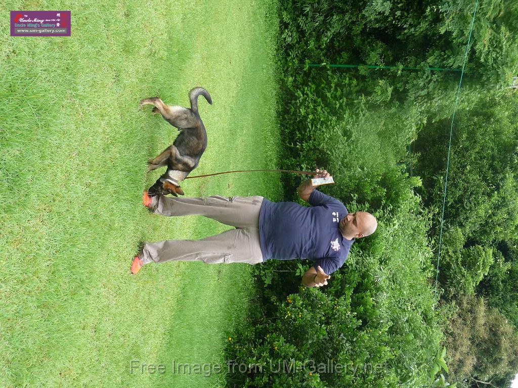 20130818jw_dog_training_P1140087.JPG