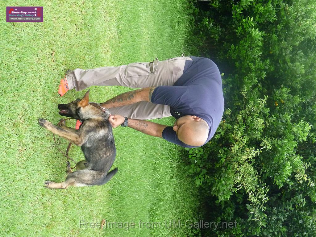 20130818jw_dog_training_P1140089.JPG