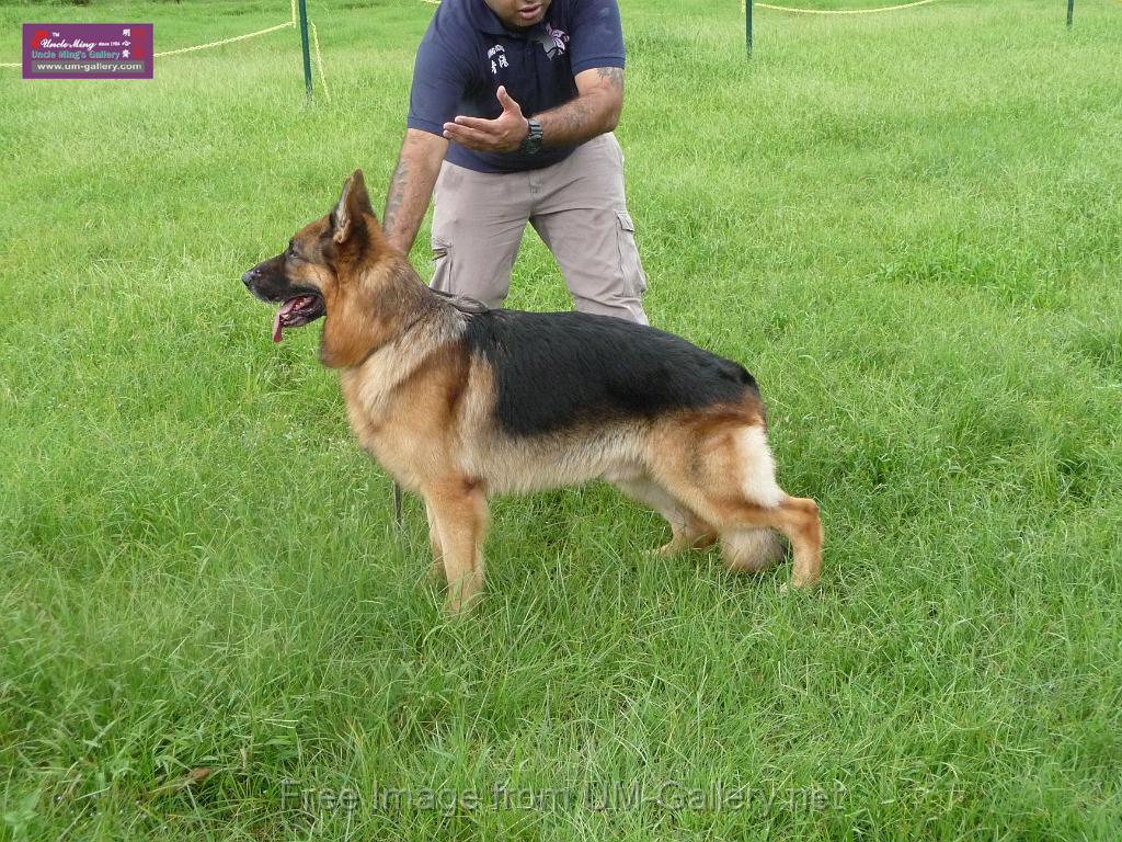 20130818jw_dog_training_P1140094.JPG