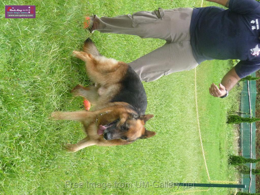 20130818jw_dog_training_P1140111.JPG