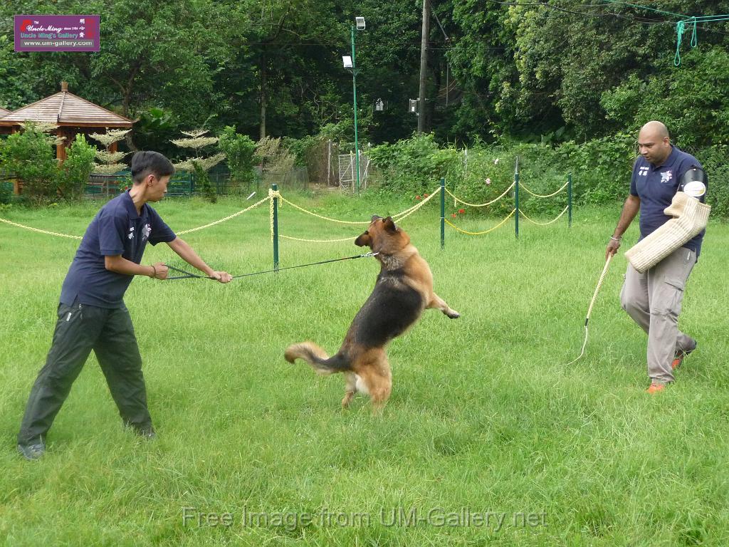 20130818jw_dog_training_P1140132.JPG