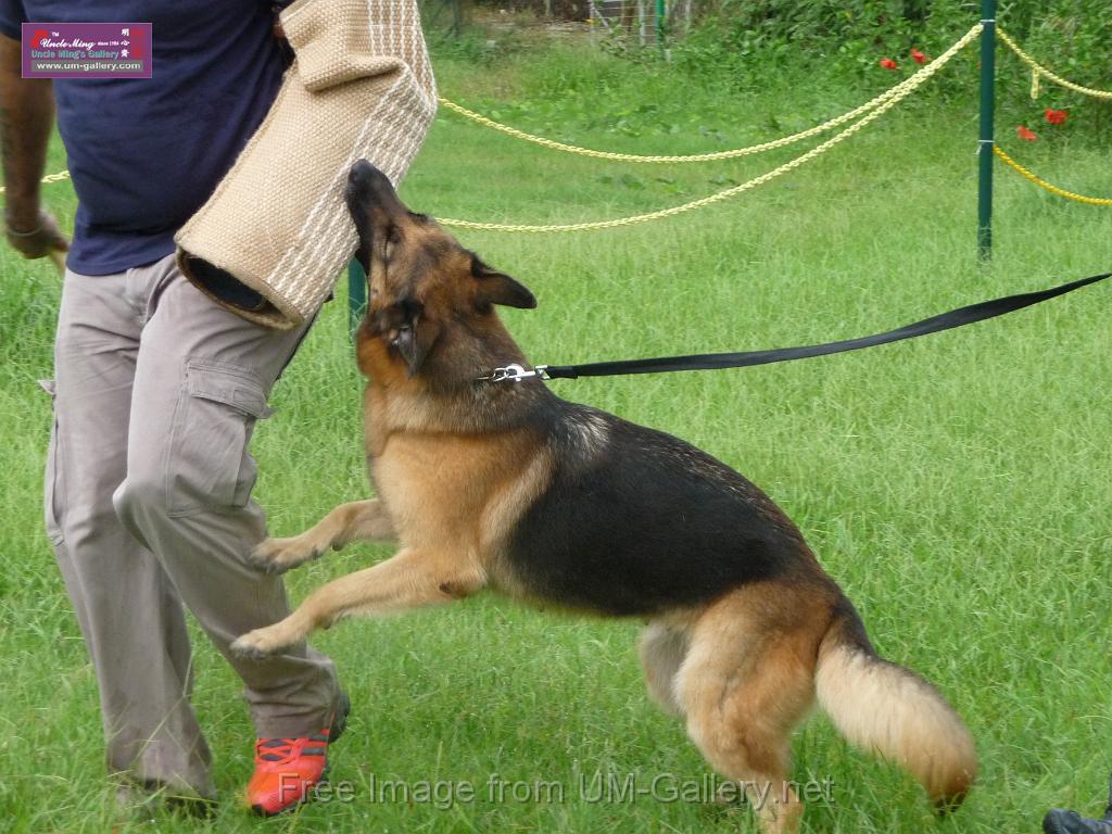 20130818jw_dog_training_P1140136.JPG