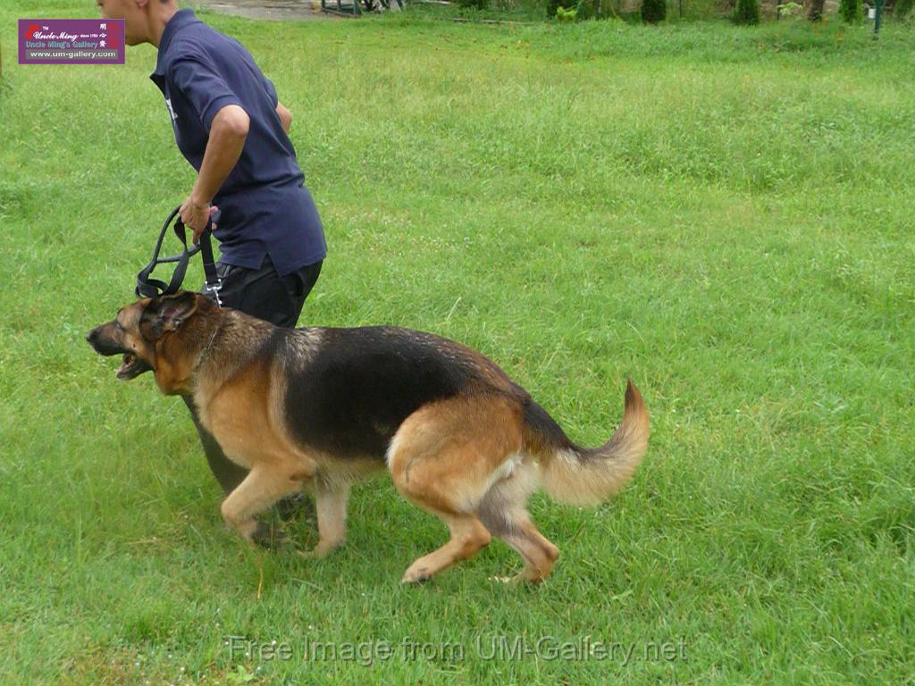 20130818jw_dog_training_P1140156.JPG