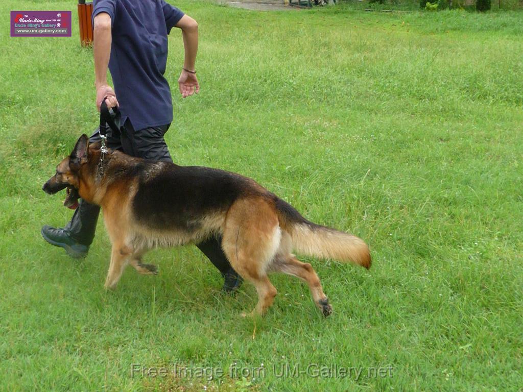 20130818jw_dog_training_P1140157.JPG