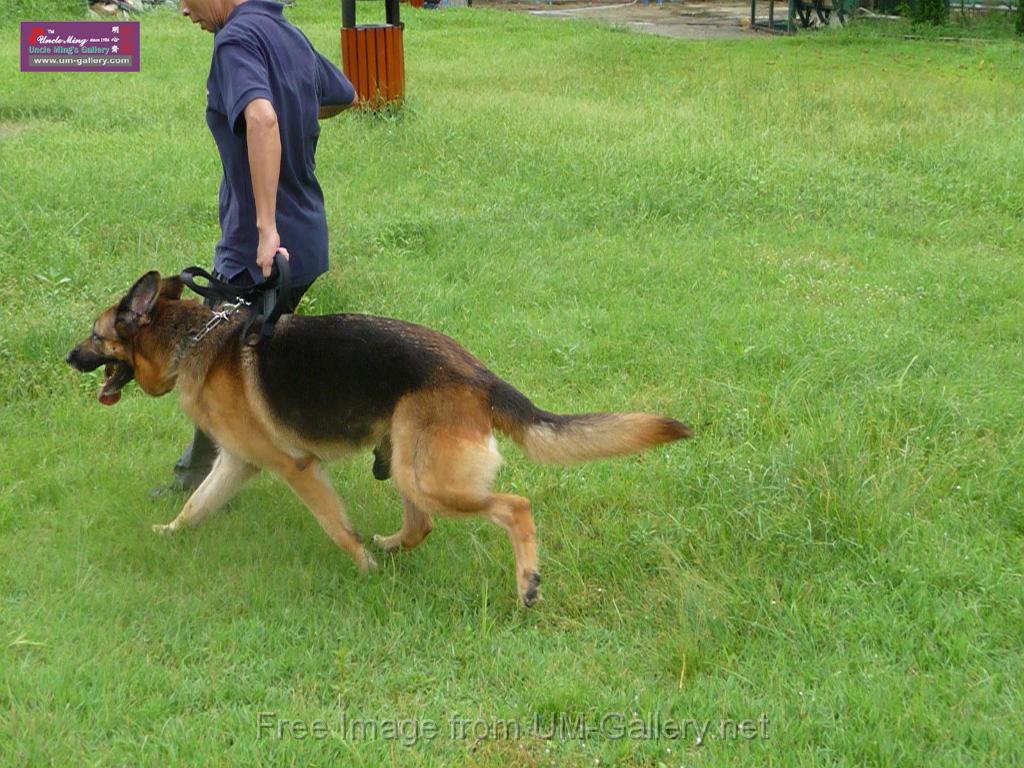 20130818jw_dog_training_P1140158.JPG