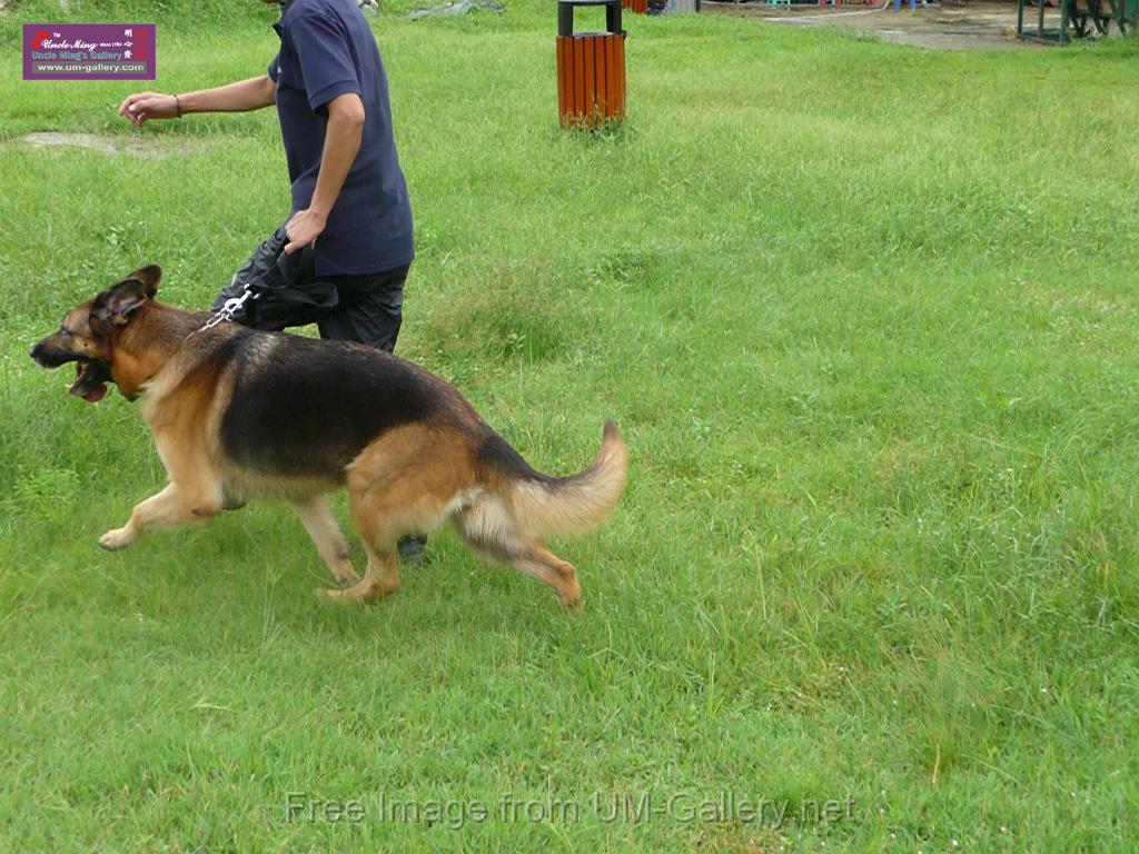 20130818jw_dog_training_P1140159.JPG