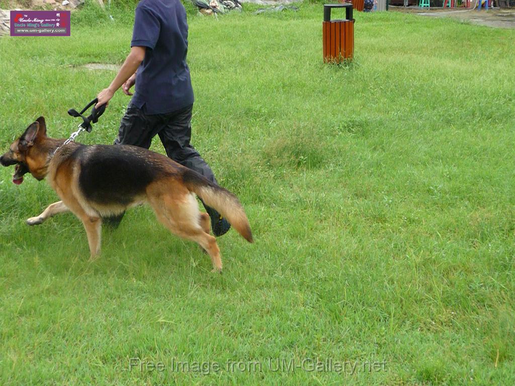 20130818jw_dog_training_P1140160.JPG