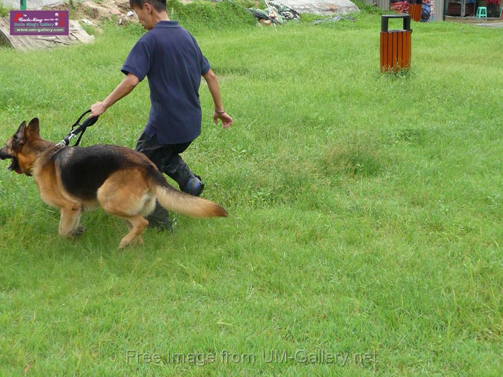 20130818jw_dog_training_P1140161.JPG