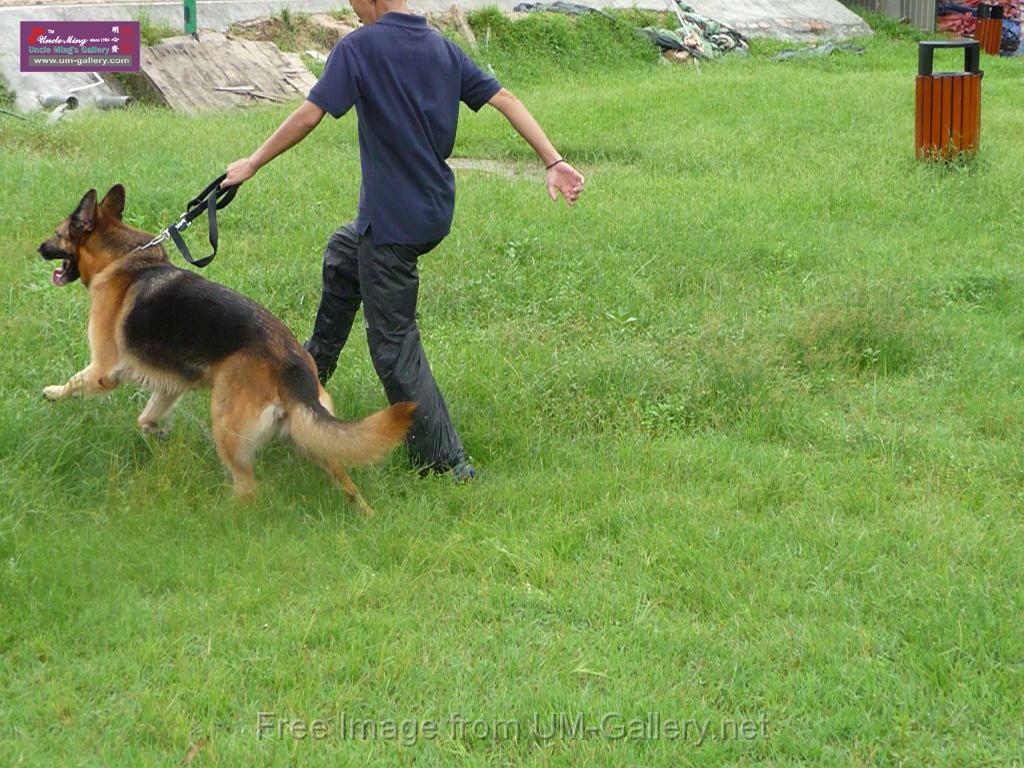 20130818jw_dog_training_P1140162.JPG