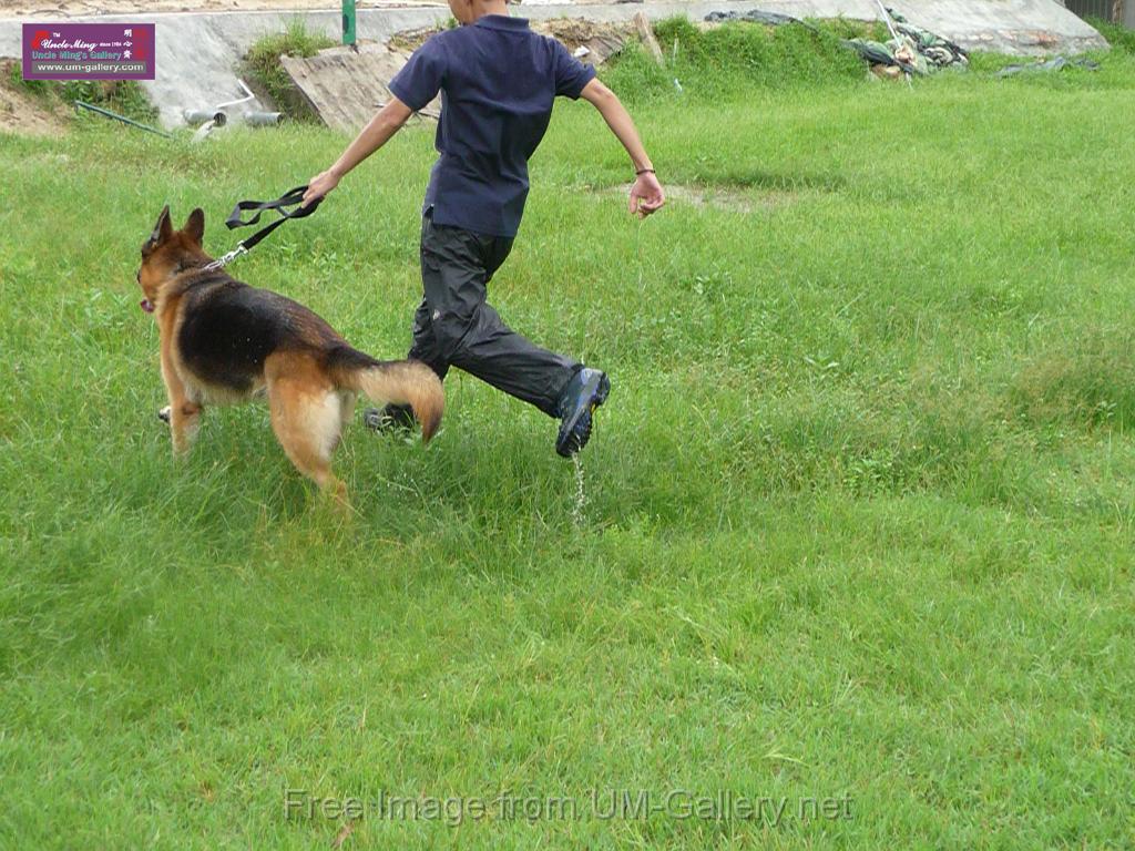 20130818jw_dog_training_P1140163.JPG