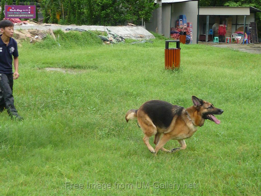 20130818jw_dog_training_P1140165.JPG