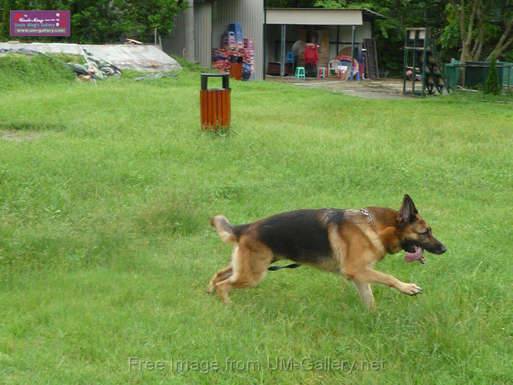 20130818jw_dog_training_P1140166.JPG