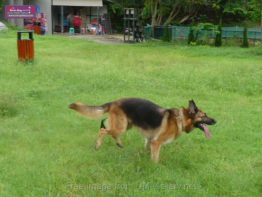 20130818jw_dog_training_P1140167.JPG