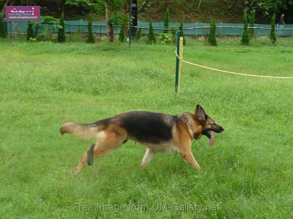 20130818jw_dog_training_P1140169.JPG