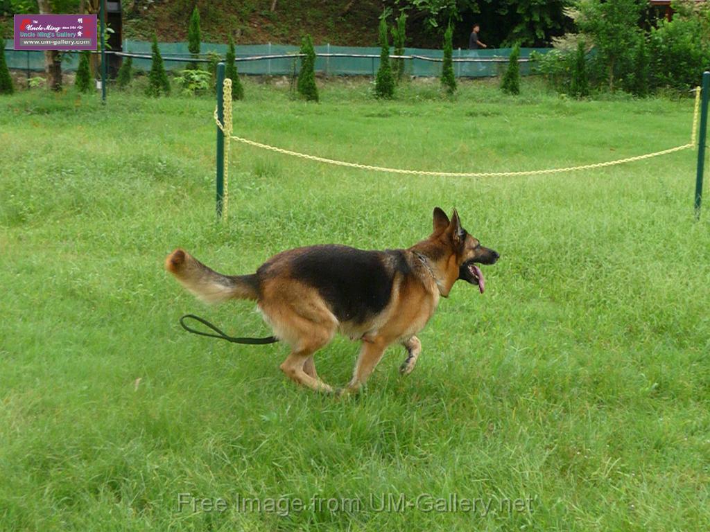 20130818jw_dog_training_P1140170.JPG