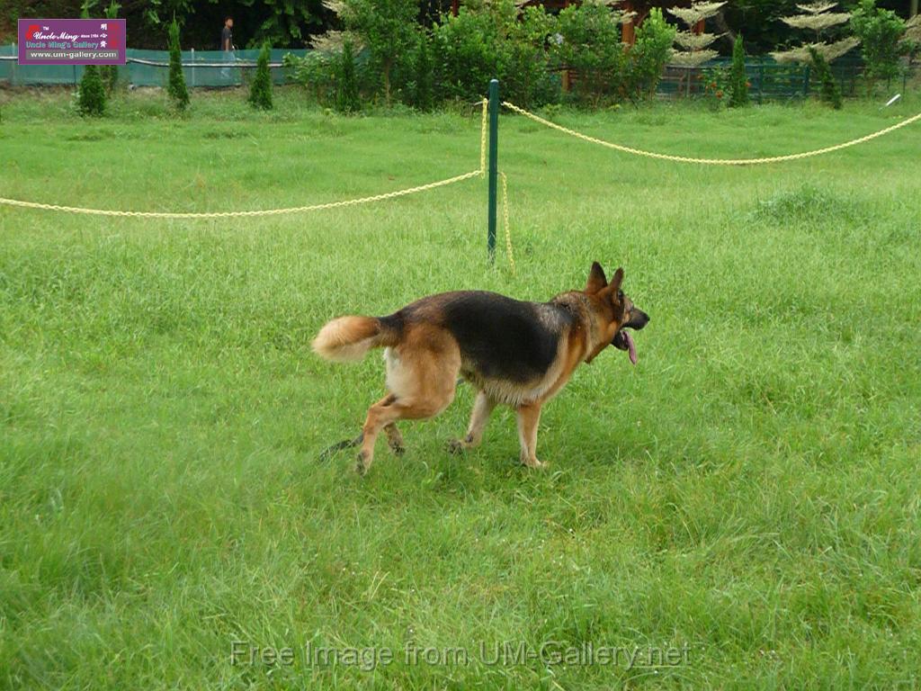 20130818jw_dog_training_P1140172.JPG