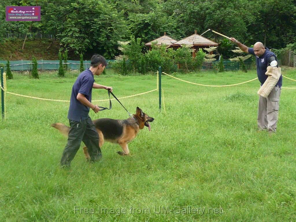 20130818jw_dog_training_P1140201.JPG