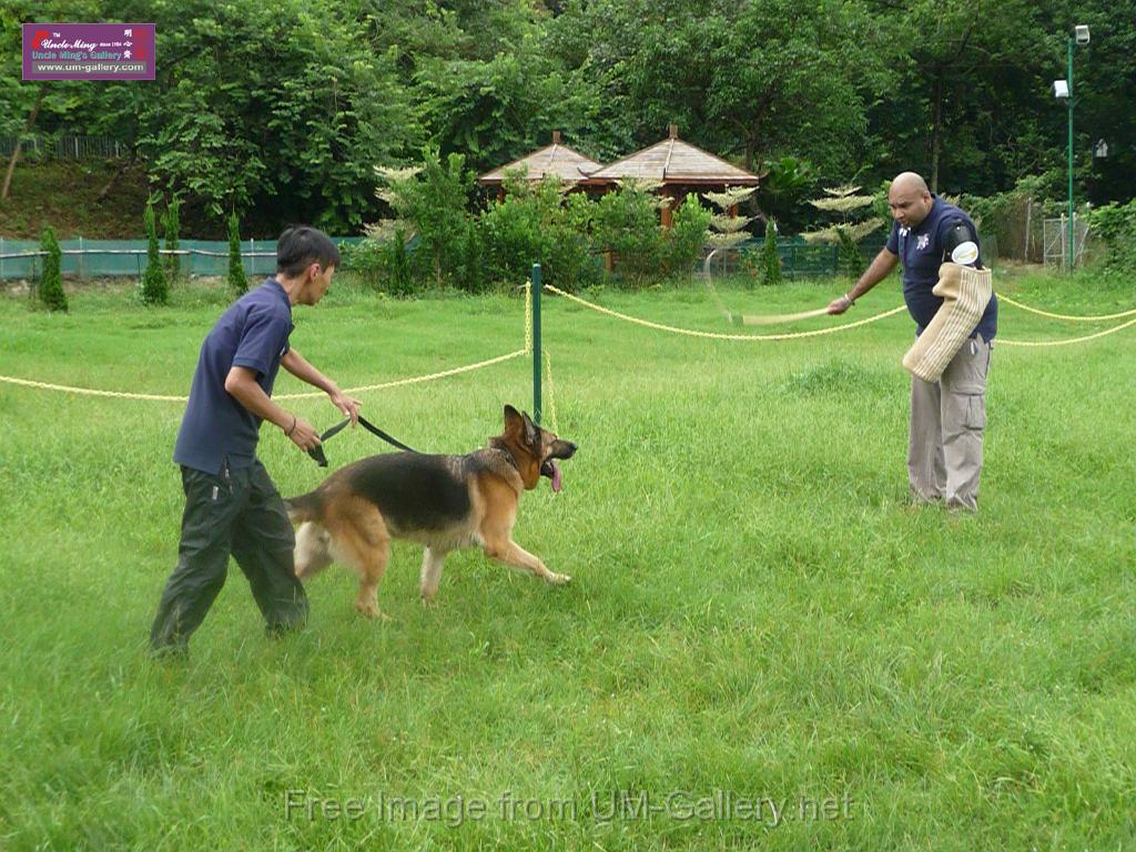 20130818jw_dog_training_P1140202.JPG