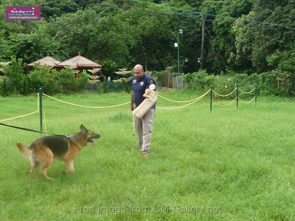 20130818jw_dog_training_P1140206.JPG