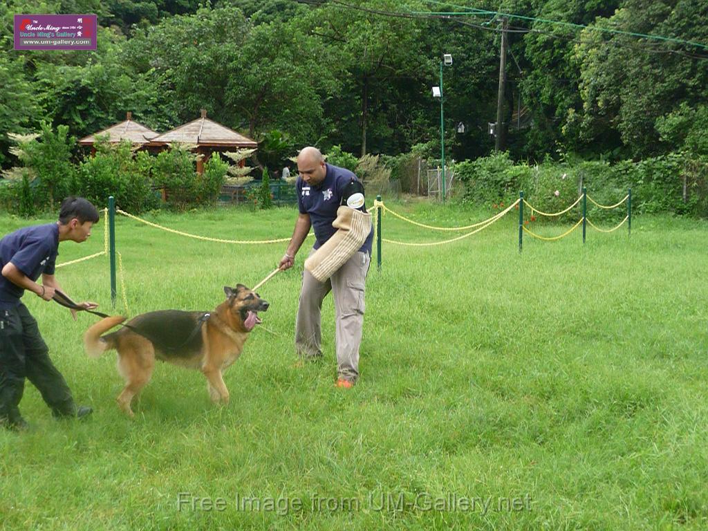 20130818jw_dog_training_P1140213.JPG