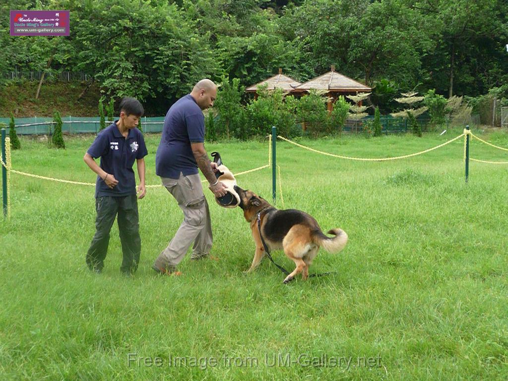 20130818jw_dog_training_P1140246.JPG