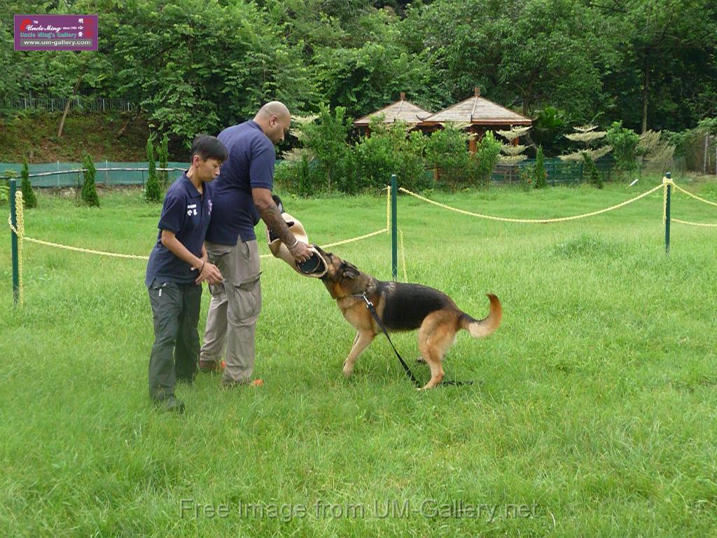 20130818jw_dog_training_P1140248.JPG