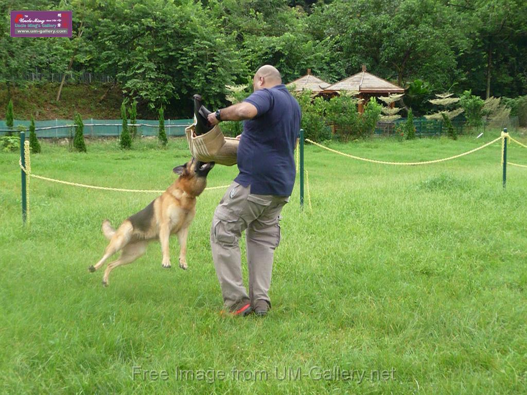 20130818jw_dog_training_P1140252.JPG