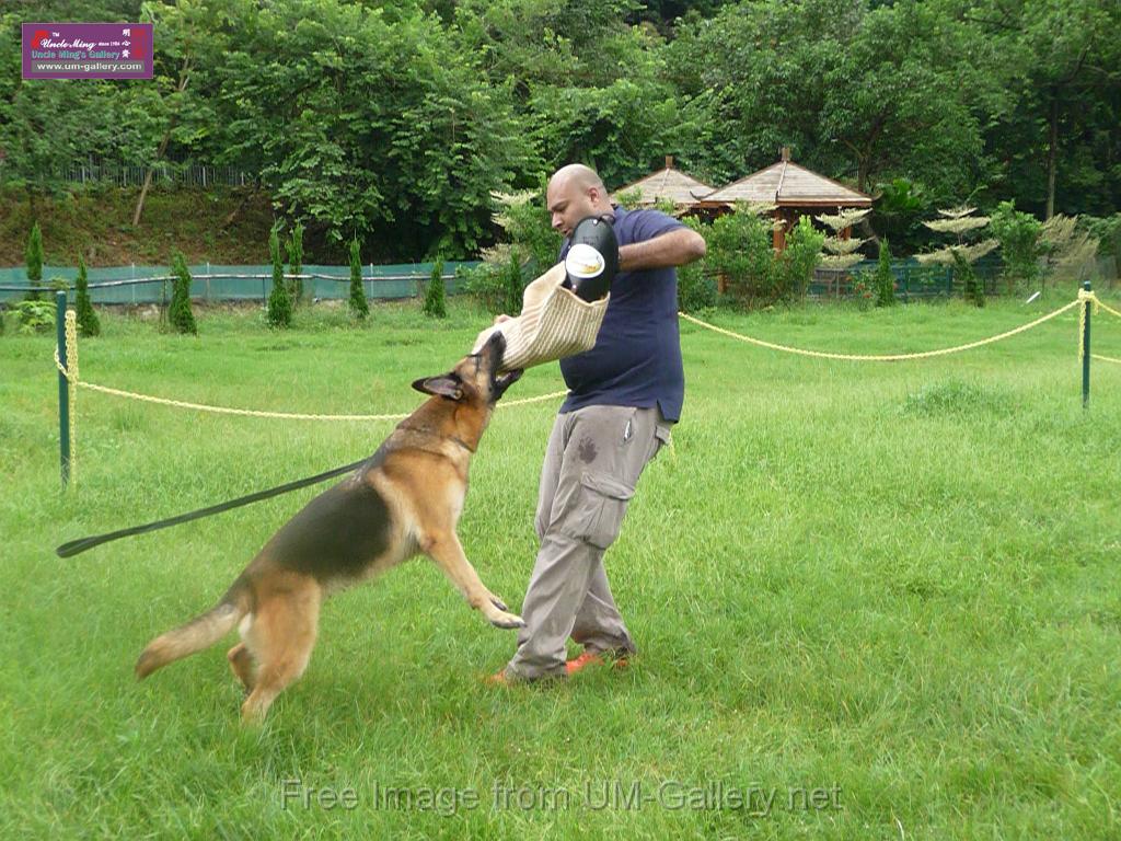 20130818jw_dog_training_P1140254.JPG