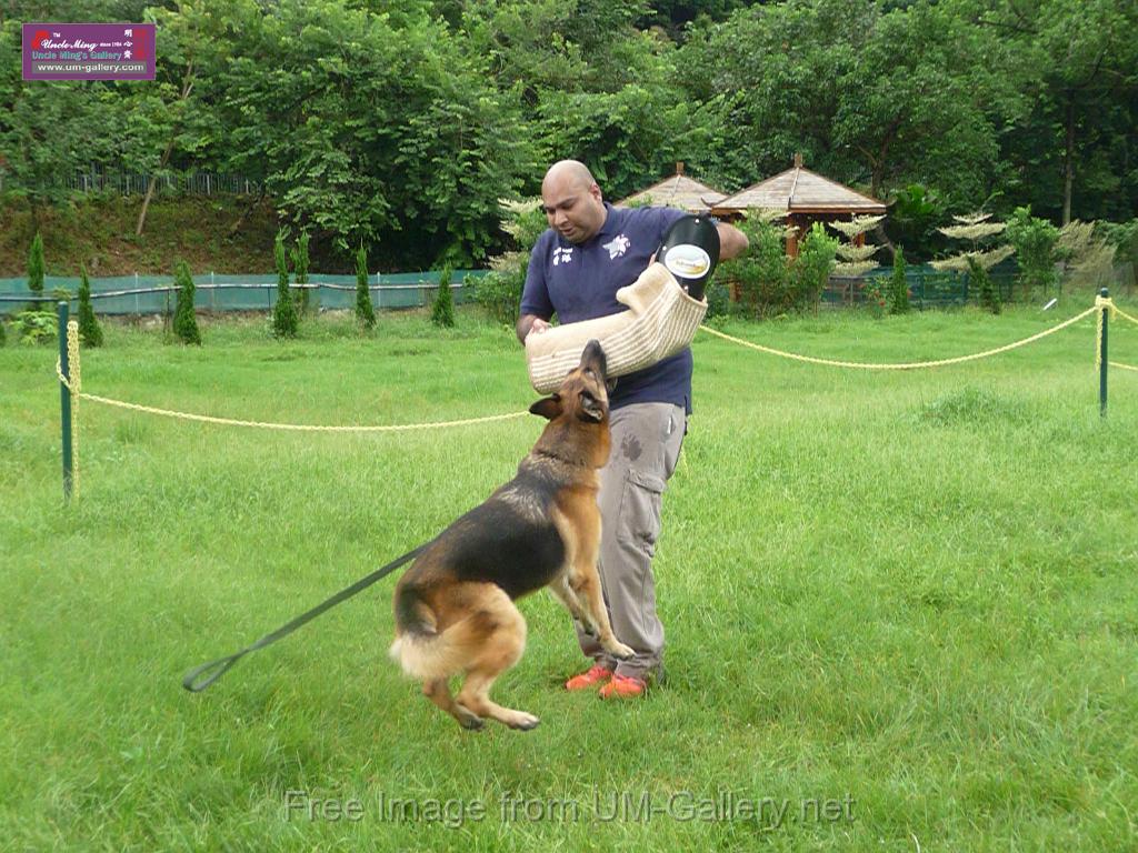 20130818jw_dog_training_P1140255.JPG