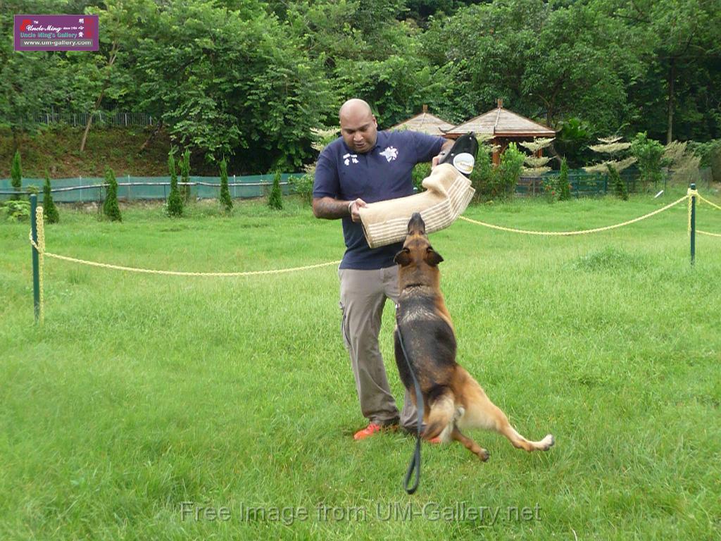 20130818jw_dog_training_P1140256.JPG