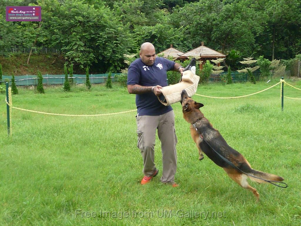 20130818jw_dog_training_P1140257.JPG