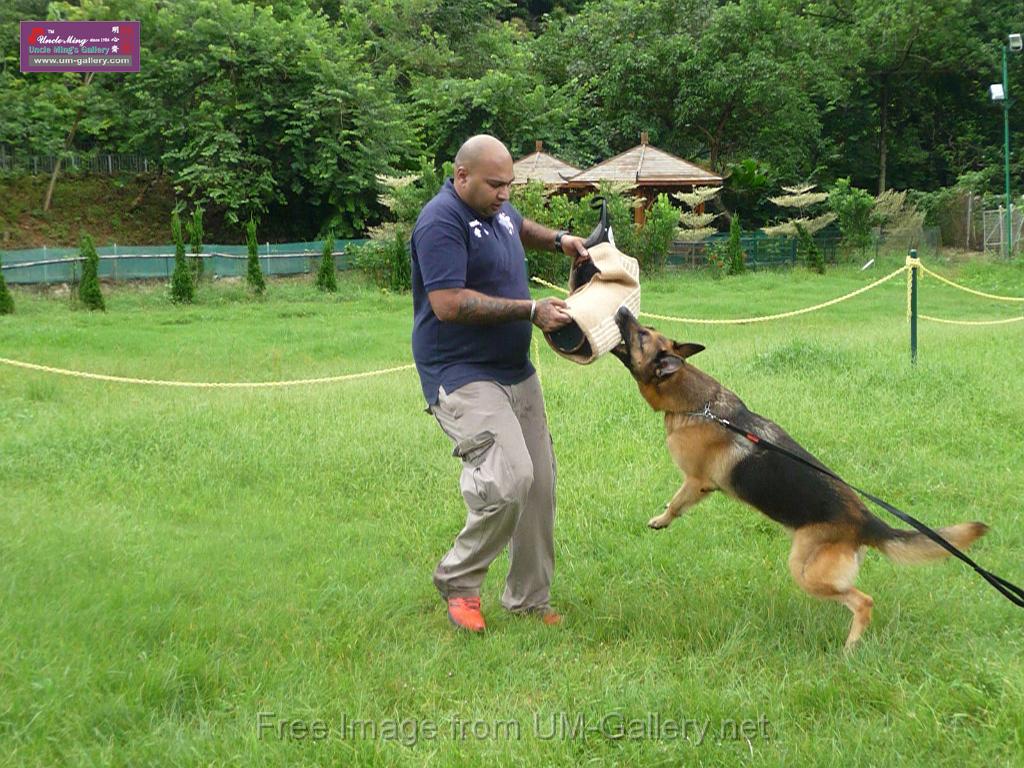 20130818jw_dog_training_P1140258.JPG